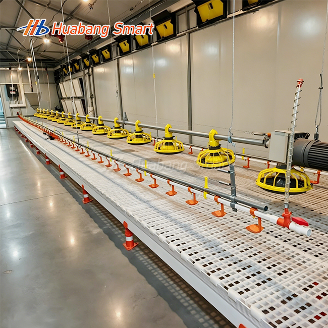 Automatic Feeder For Layer Chicken